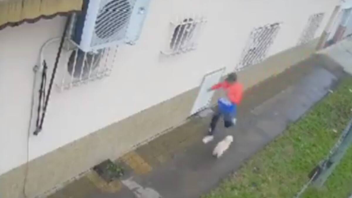 VIDEO | Feroz maltrato animal: Profesor de Taekwondo fracturó mandíbula y pata a cachorro de 5 meses