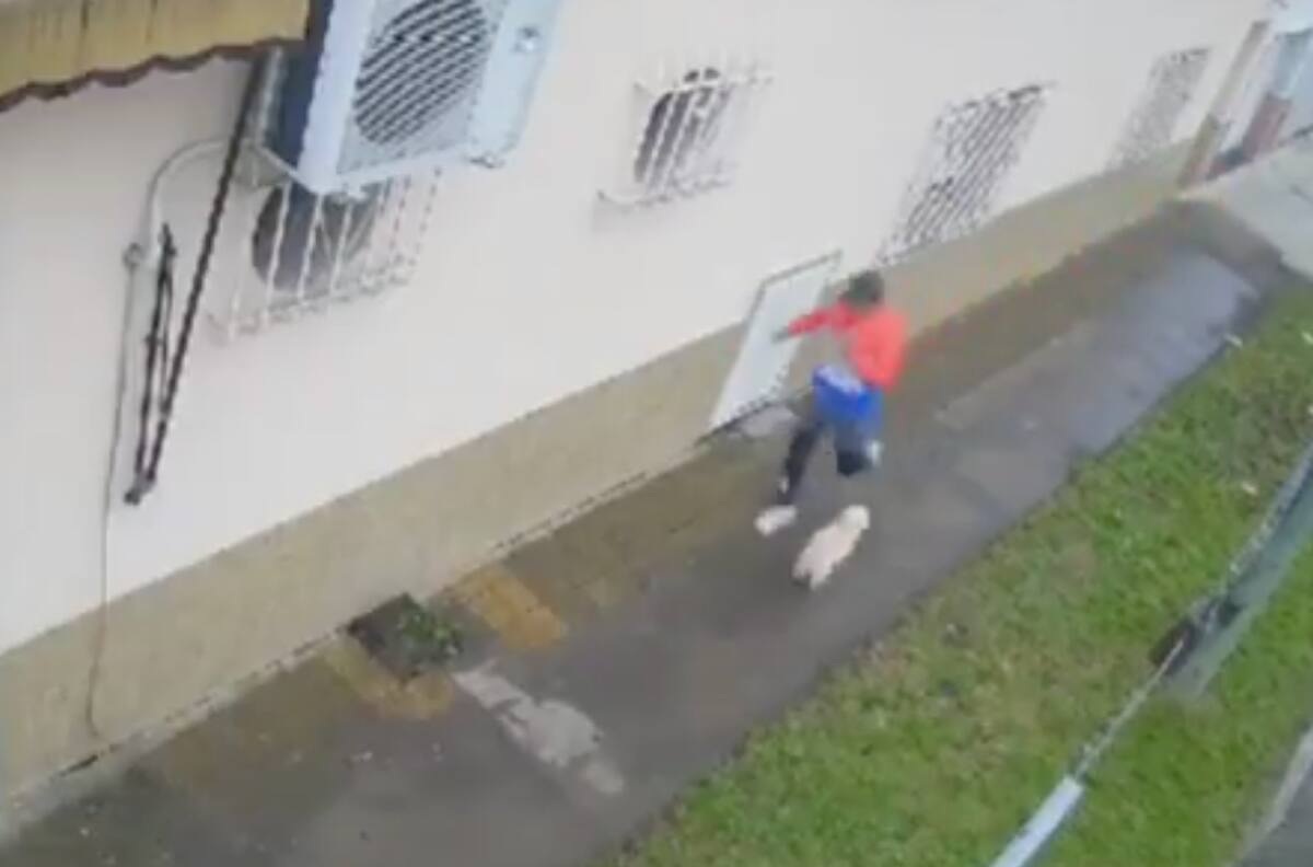 VIDEO | Feroz maltrato animal: Profesor de Taekwondo fracturó mandíbula y pata a cachorro de 5 meses