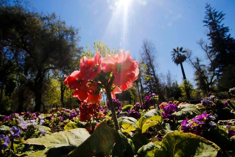 Ya se pueden observar los primeros vestigios del clima de primavera en Chile.