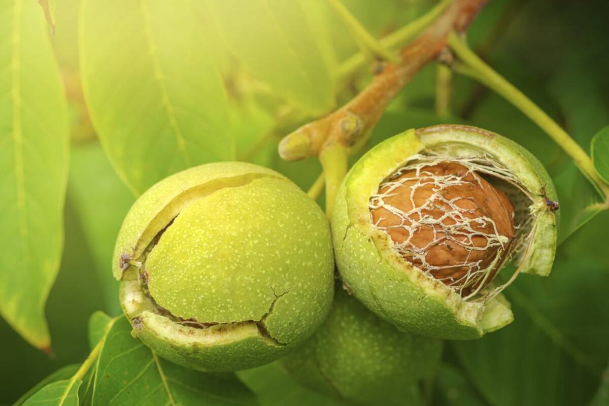 Proyecto busca combatir el patógeno phytophthora cinnamomi de los nogales. Créditos: FIA.