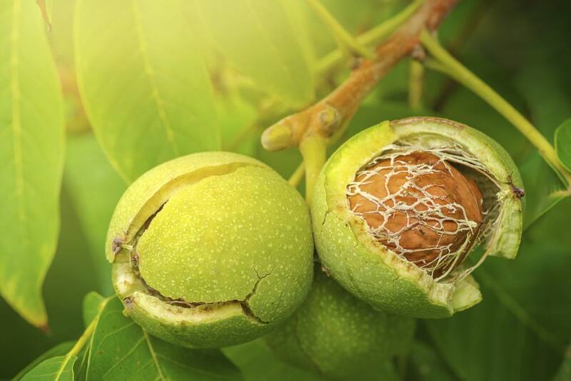 Proyecto busca combatir el patógeno phytophthora cinnamomi de los nogales. Créditos: FIA.