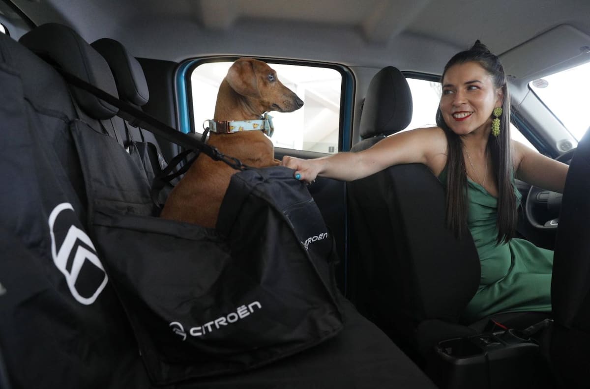 ¿Sabías que puedes probar un auto con tu mascota a bordo?