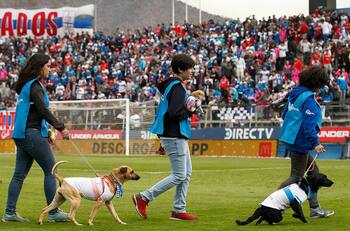 Universidad Católica presentó formación canina en previa del duelo ante O'Higgins
