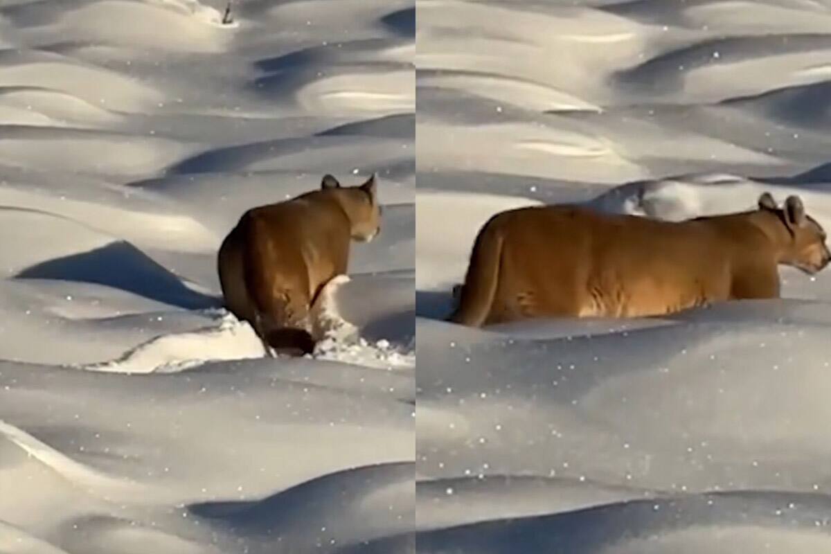 El video circuló en Instagram. Créditos: Jessica Haro Guerrero
