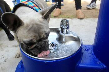 Ola de Calor en Santiago: Estos son los puntos de hidratación a los que puedes recurrir