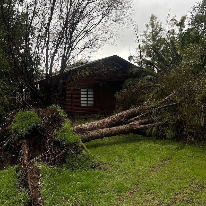 Quique Neira y el árbol que cayó en su casa