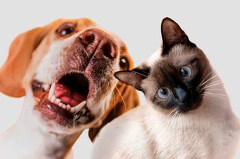 Provoca más de 59 mil muertes al año: Protege a tus mascotas con estos consejos para prevenir la rabia