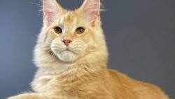 Detienen a exmilitar acusado de amarrar y arrojar a su gato desde un séptimo piso en Las Condes