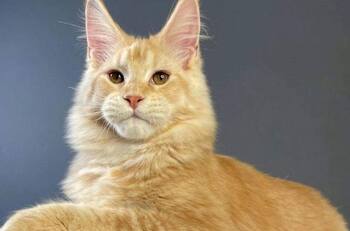 Detienen a exmilitar acusado de amarrar y arrojar a su gato desde un séptimo piso en Las Condes