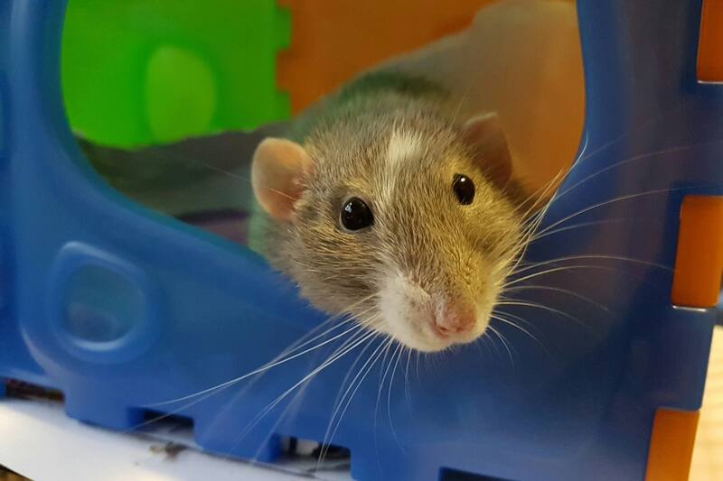 ¿Te imaginas un mundo dominado por las ratas? La IA sí.