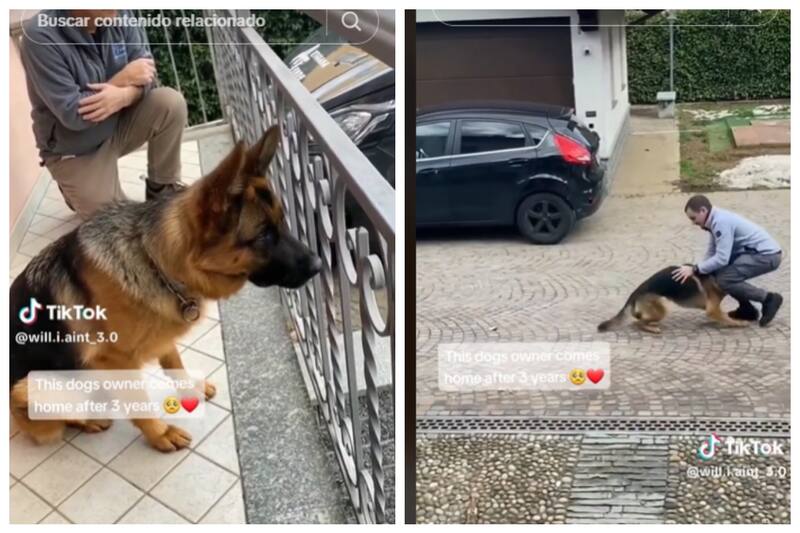 Este perrito se emociona de ver a su dueño de nueovo.