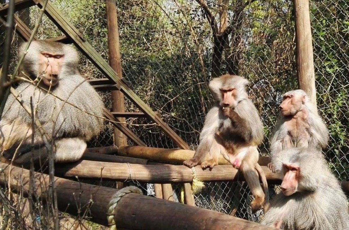Dentro de la RM: Este refugio de primates ofrece visitas guiadas por $8.500
