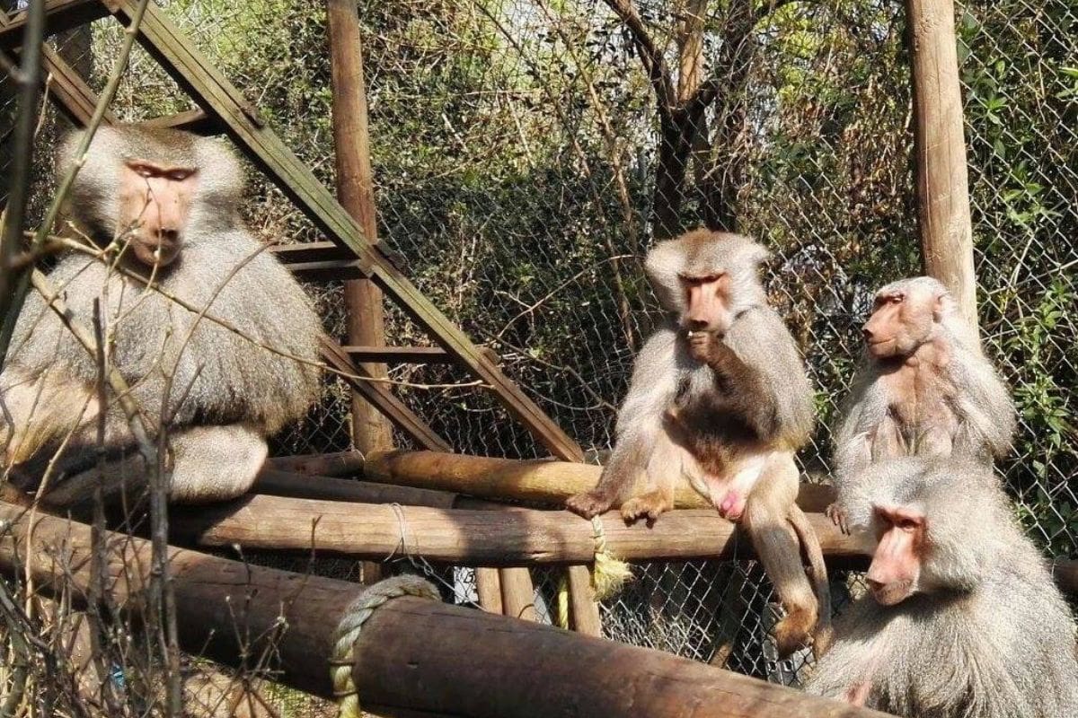 Se encuentra ubicado a 30 minutos de Santiago.
Créditos: Ladera Sur/Centro de Rescate y Rehabilitación de Primates.