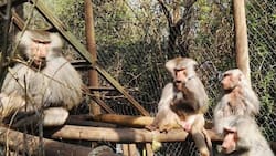 Dentro de la RM: Este refugio de primates ofrece visitas guiadas por $8.500
