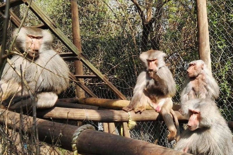 Se encuentra ubicado a 30 minutos de Santiago. 
Créditos: Ladera Sur/Centro de Rescate y Rehabilitación de Primates.
