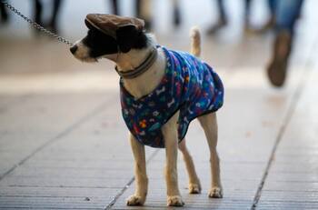 Confirman mínimas cercanas a los 0° para estas comunas de la Región Metropolitana