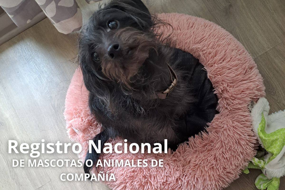 Te contamos paso a paso cómo ser un dueño o dueña responsable.