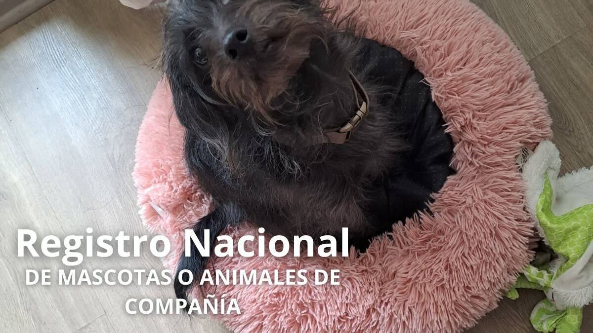 Si quieres ser un dueño responsable, debes inscribir a tu perro o gato en el Registro Nacional de Mascotas
