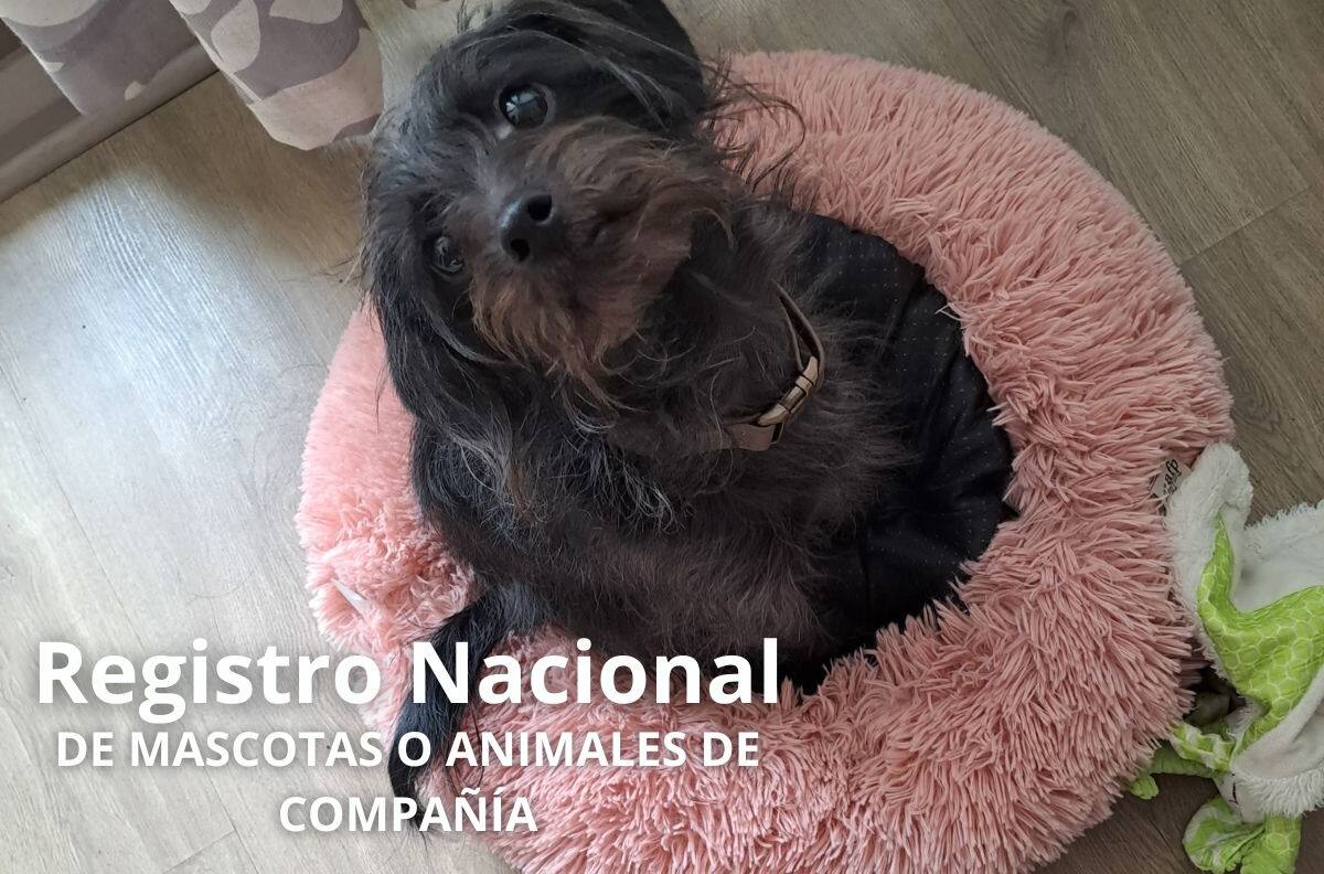 Si quieres ser un dueño responsable, debes inscribir a tu perro o gato en el Registro Nacional de Mascotas