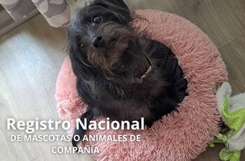 Si quieres ser un dueño responsable, debes inscribir a tu perro o gato en el Registro Nacional de Mascotas