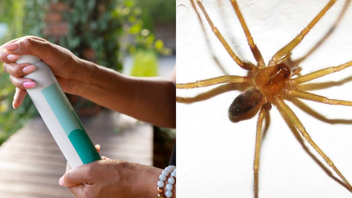 Ya no ocupes los típicos repelentes de arañas: Este es el mejor truco casero para mantener a estos arácnidos lejos de tu hogar