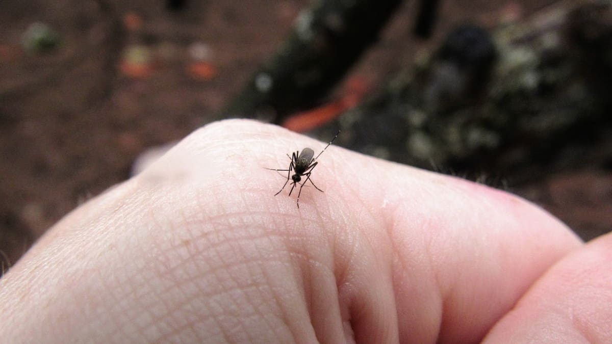 Ni bicarbonato ni vinagre: Este repelente casero es ideal para eliminar mosquitos de la naturaleza