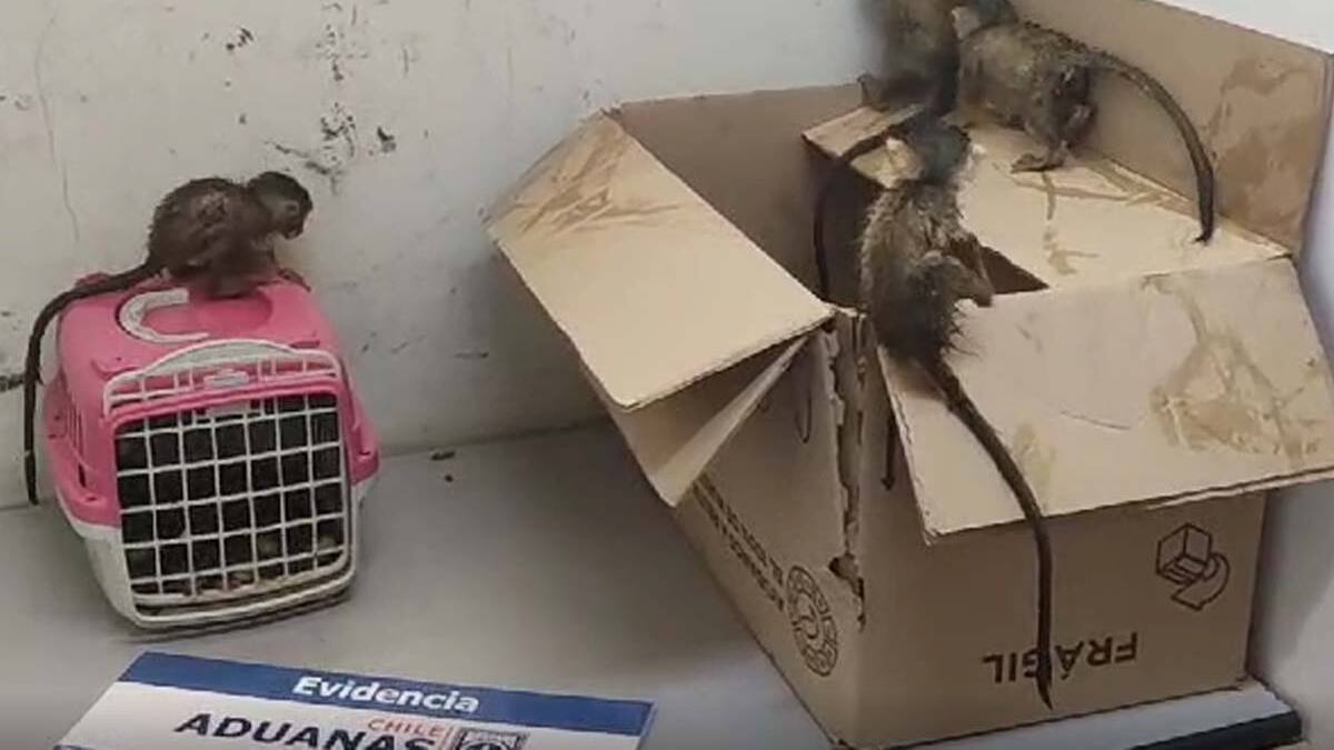 Arrestan a hombre por intentar ingresar de manera ilegal a 5 animales en pésimas condiciones