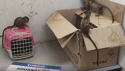 Arrestan a hombre por intentar ingresar de manera ilegal a 5 animales en pésimas condiciones