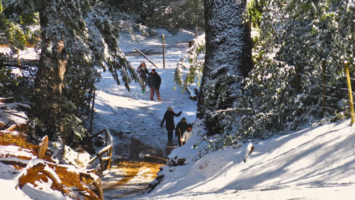 Bosques nativos y trekking: descubre este tesoro cordillerano ideal para en senderismo