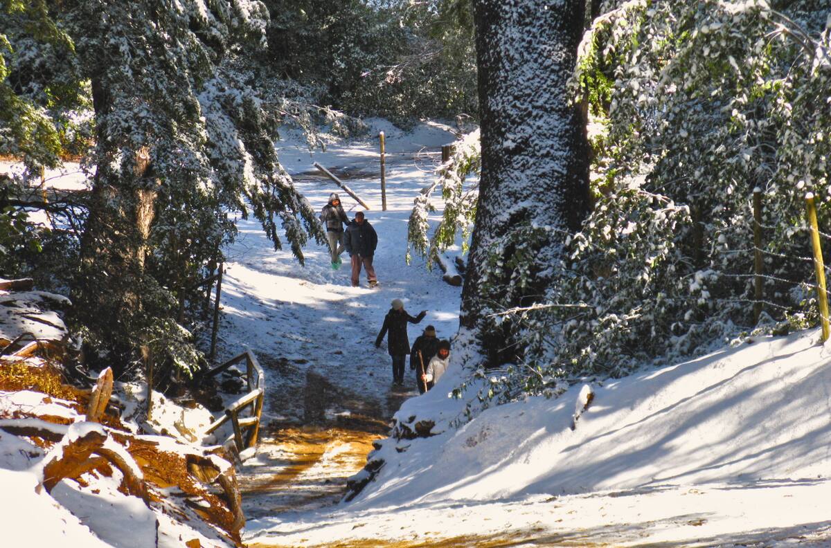 Bosques nativos y trekking: descubre este tesoro cordillerano ideal para en senderismo