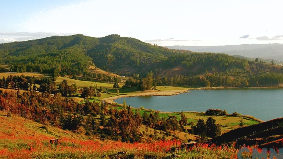 El paraíso de aves y bosques que es un tesoro oculto en el Maule: conoce cómo visitar esta Reserva Nacional