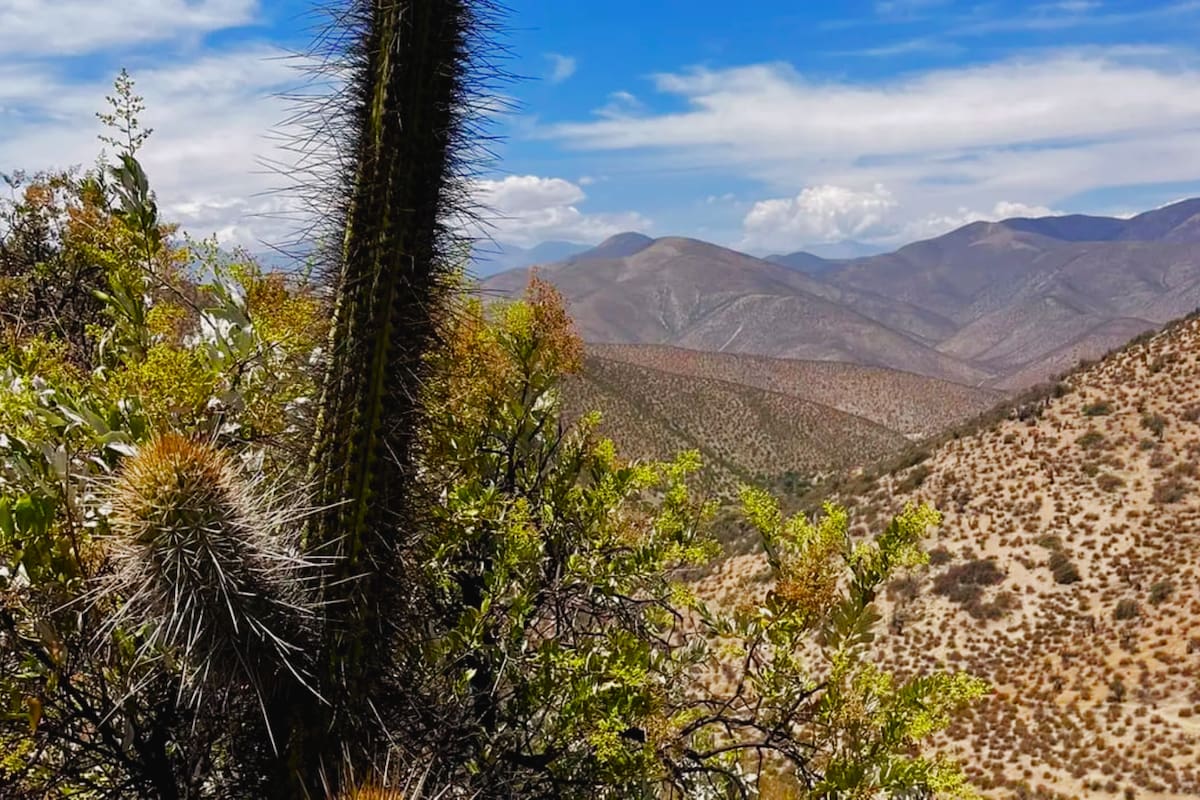 Uno de los panoramas más llamativos del norte de Chile y cuida una especie en peligro de extinción. Foto: AllTrails.