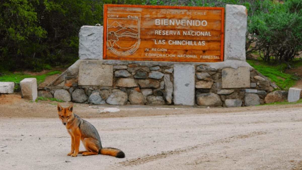 El santuario de la Región de Coquimbo que resguarda a una especie única en el mundo