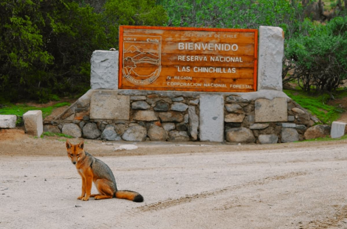 El santuario de la Región de Coquimbo que resguarda a una especie única en el mundo