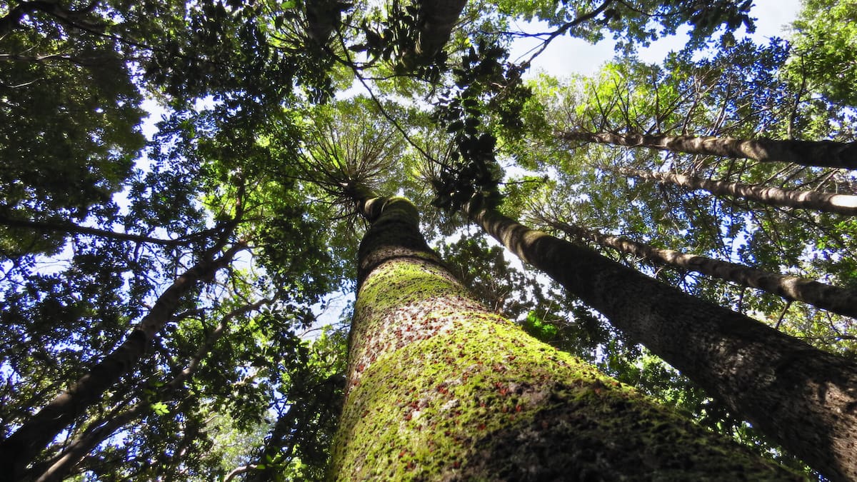 El santuario místico cerca de Talca que resguarda un tesoro en extinción: descubre el refugio ideal para este otoño