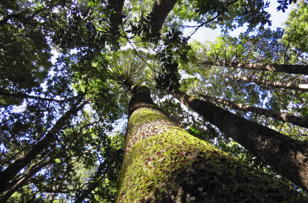 El santuario místico cerca de Talca que resguarda un tesoro en extinción: descubre el refugio ideal para este otoño