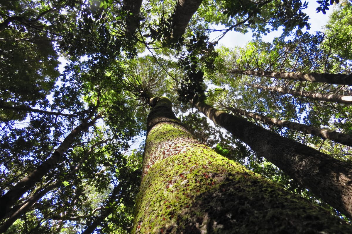 Un panorama natural que se vuelve un destino llamativo dentro de la Región del Maule. Foto: Pases Parques.