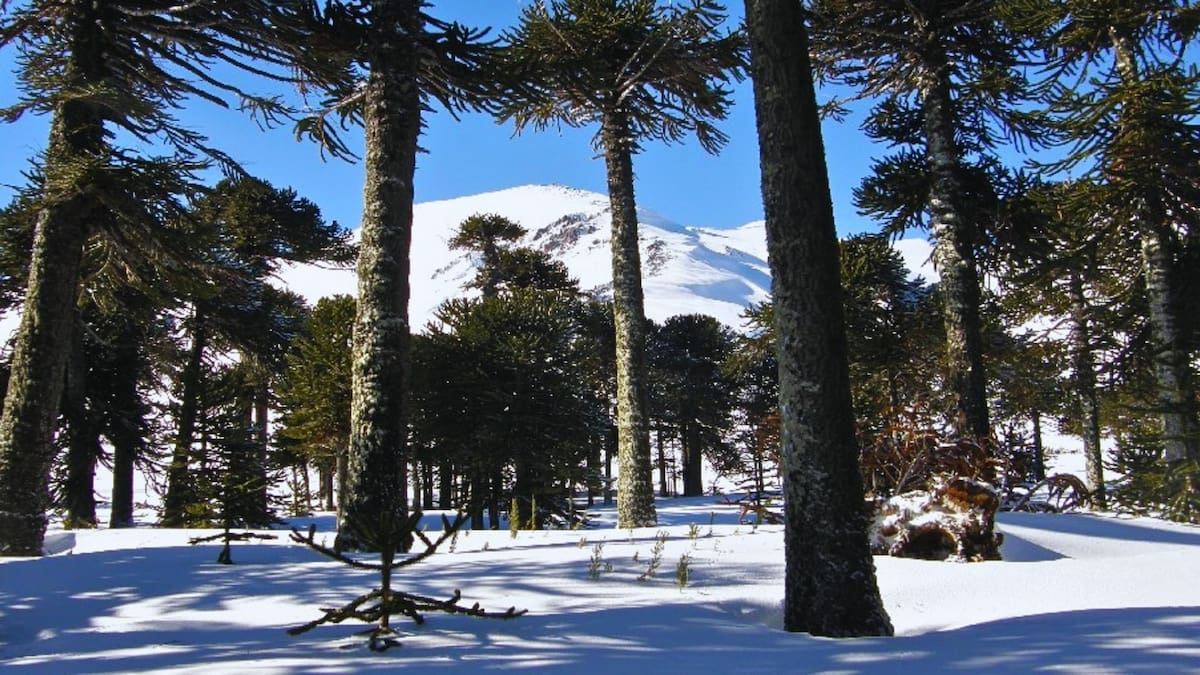Tiene vista a volcanes, lagunas y bosques mágicos: el desconocido panorama que alberga la Región de La Araucanía