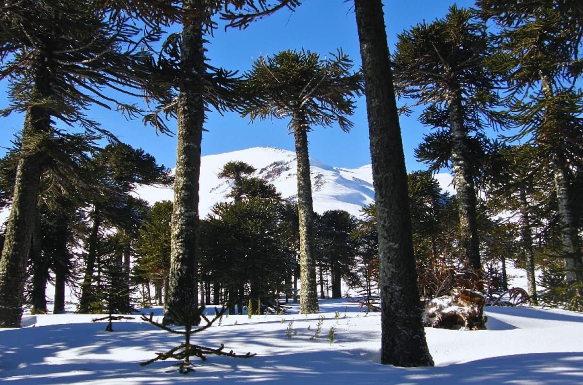 Tiene vista a volcanes, lagunas y bosques mágicos: el desconocido panorama que alberga la Región de La Araucanía