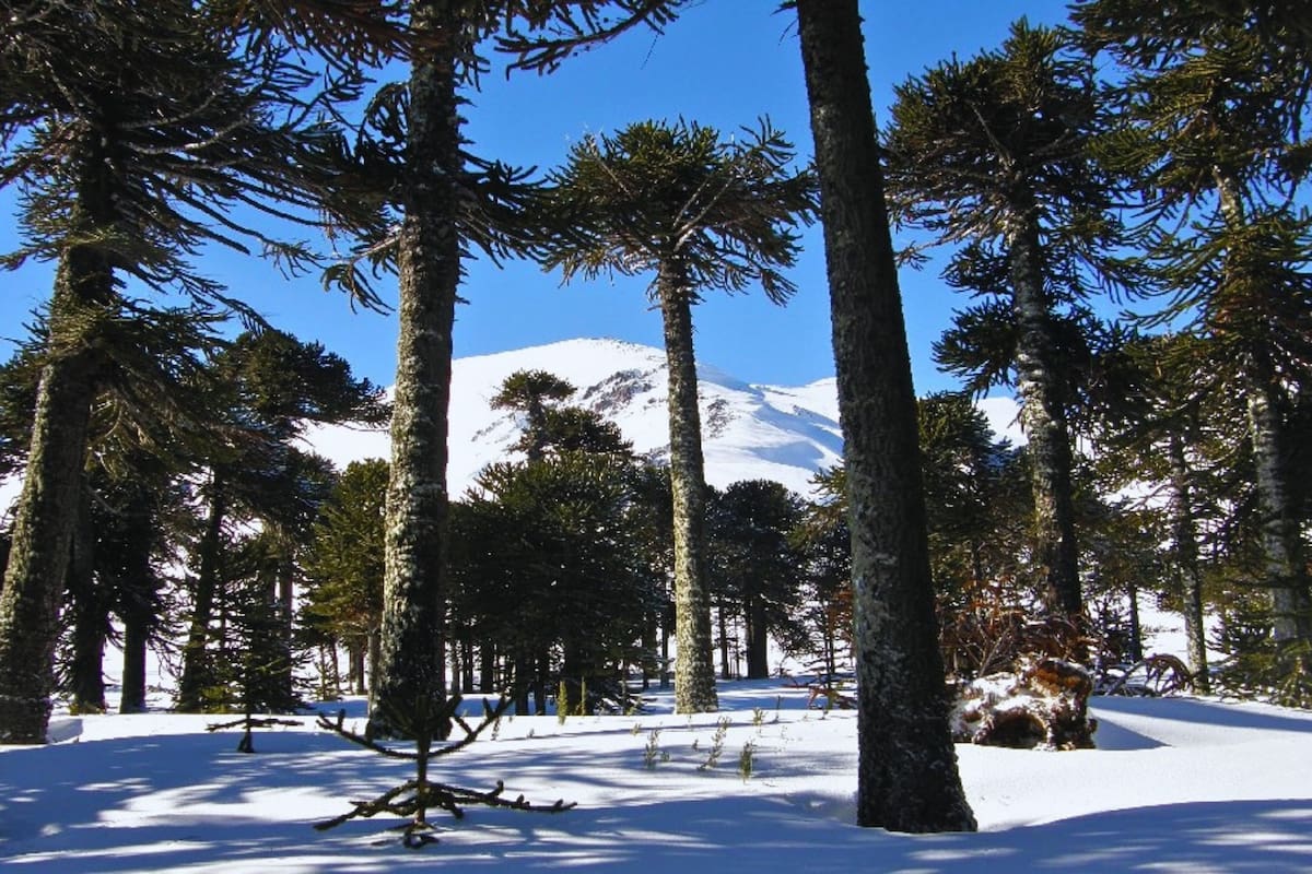 El lugar del sur de Chile con imponentes paisajes para ver en otoño. Foto: Conaf.