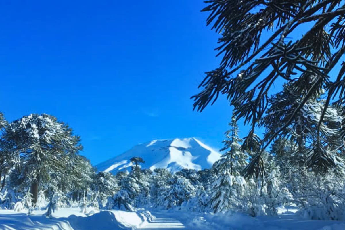 El enorme pulmón verde ofrece una de las vistas de volcán más increíbles del sur. Foto: Araucanía andina.