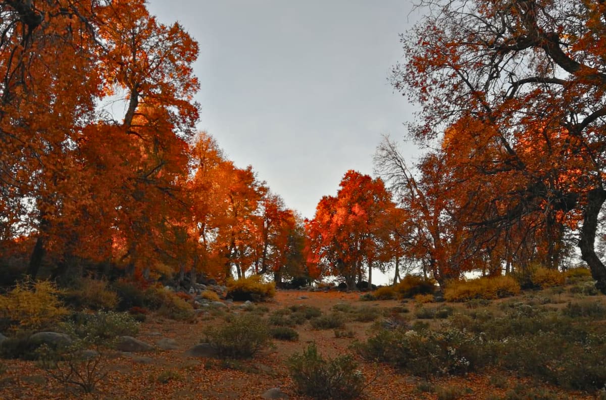 Tiene bosque y puedes acampar: la reserva natural a una hora de Santiago que es perfecta para visitar en otoño