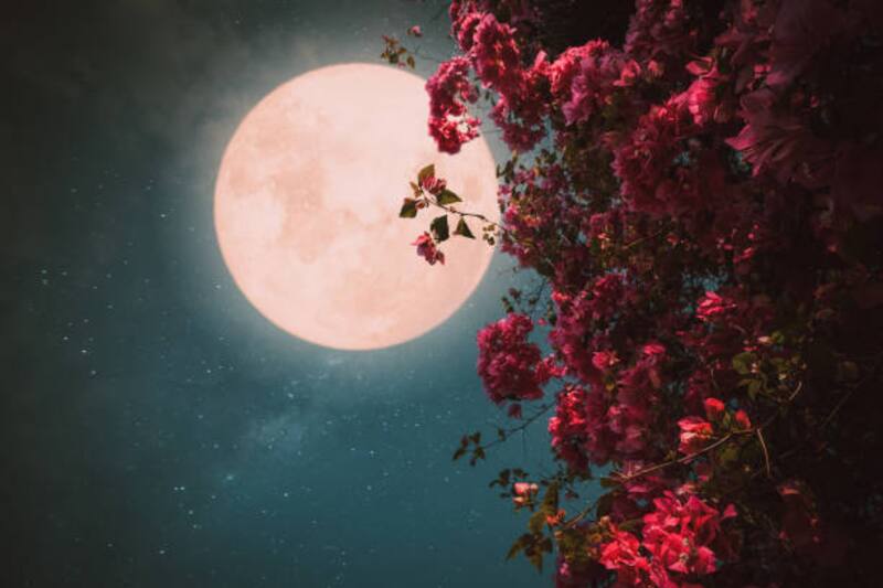 Realiza rituales en Luna Rosa.
