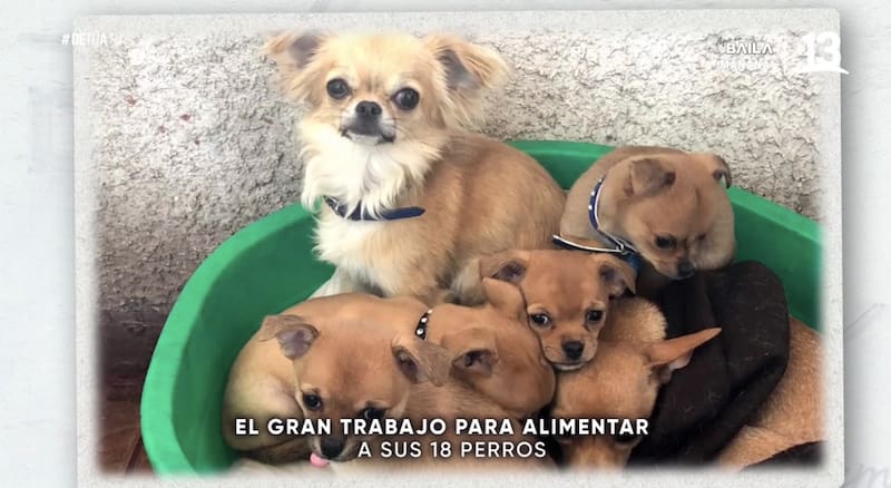 Algunos perros del comediante / Canal 13