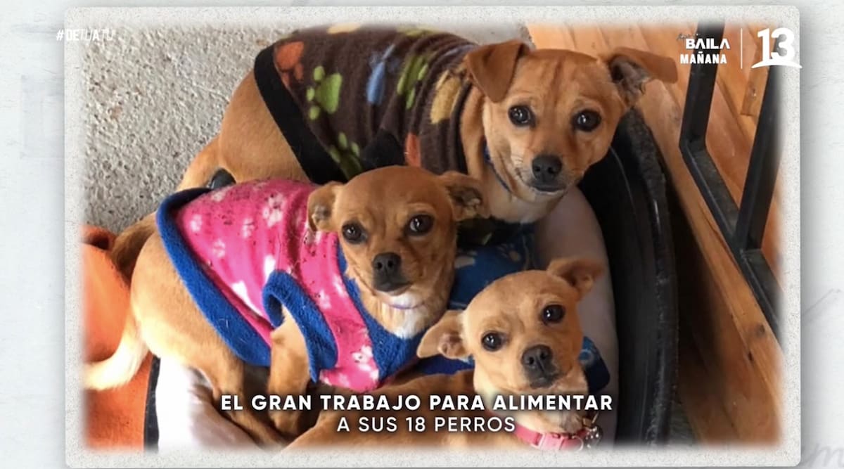Las mascotas del comediante / Canal 13