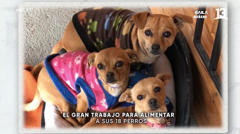 Las mascotas del comediante / Canal 13