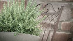 Usa romero en tu cocina para atraer la abundancia en la vida