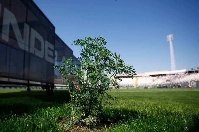 La colocación de la planta se la atribuyen al técnico argentino Pablo Guede, en su paso por el club popular.