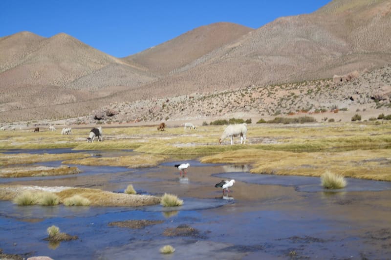 Esta travesía es ideal para quienes visitan el norte de Chile, donde podrán explorar alguno de los rincones más áridos del planeta. Créditos: Google Maps.