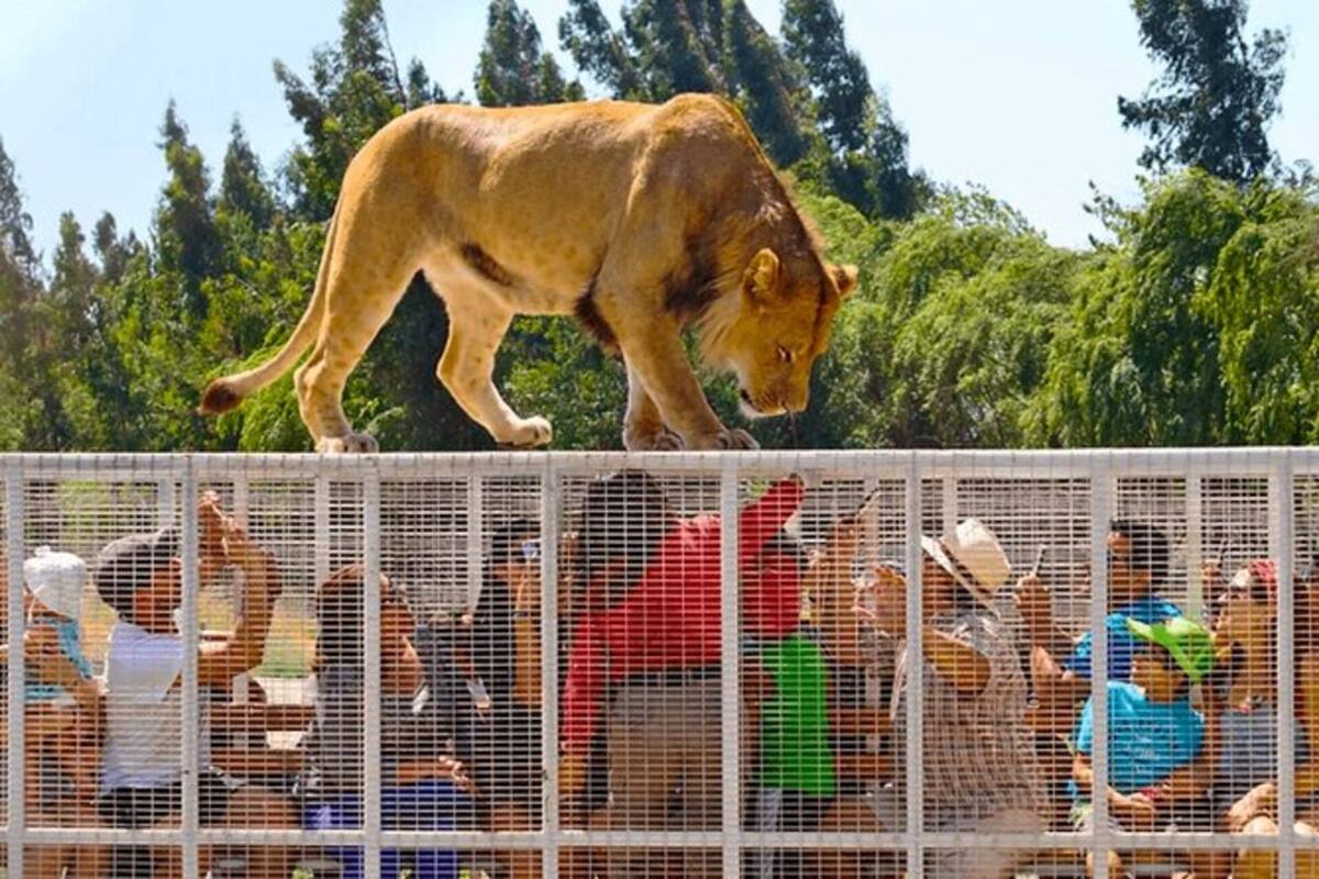 En el recinto podrás disfrutar de animales exóticos a solo 1 hora de Santiago. Foto: Parque Safari.